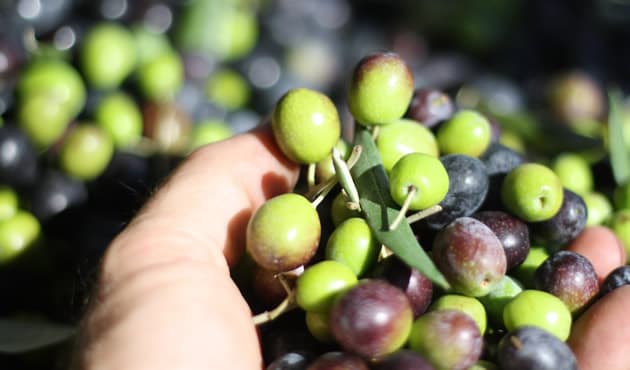 Le Cultivar