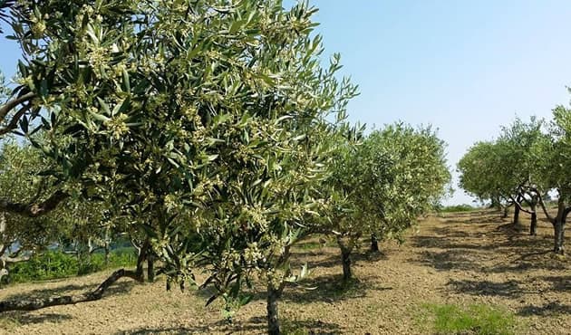 Gli Uliveti