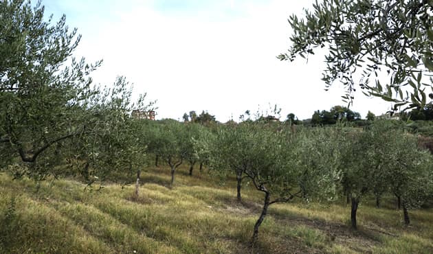 VALLI